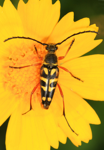 Zebra Longhorn