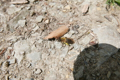 Andrena nitida