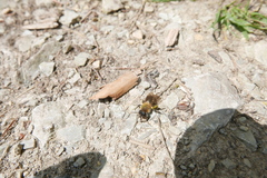 Andrena nitida