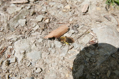 Andrena nitida