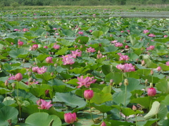 Nelumbo nucifera