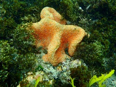 Polyandrocarpa lapidosa