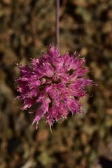 Allium sanbornii