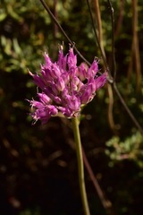 Allium sanbornii