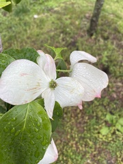 Cornus