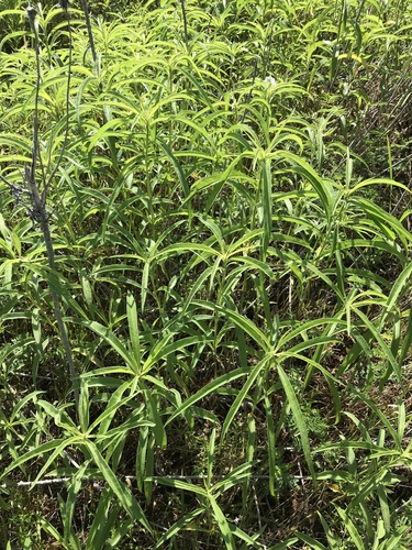 Helianthus maximiliani