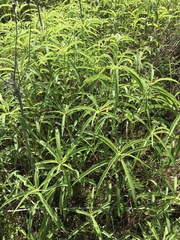 Helianthus maximiliani