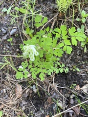 Ceratocapnos claviculata