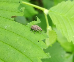 Sciaphobus squalidus