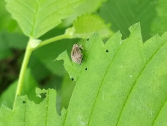 Sciaphobus squalidus
