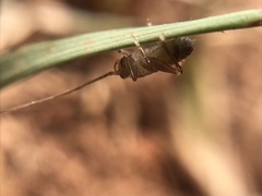 Camptonotus carolinensis