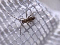 Camptonotus carolinensis