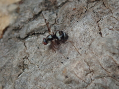 Myennis octopunctata