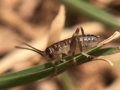 Camptonotus carolinensis