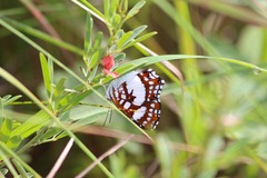Ariconias glaphyra