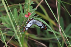 Ariconias glaphyra