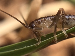 Camptonotus carolinensis