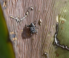 Peltophorus polymitus