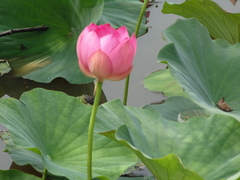 Nelumbo nucifera