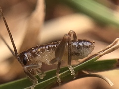Camptonotus carolinensis