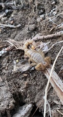 Paravaejovis confusus