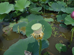 Nelumbo nucifera