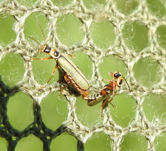 Metacantharis clypeata