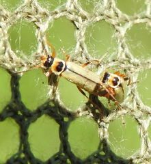 Metacantharis clypeata