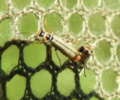 Metacantharis clypeata