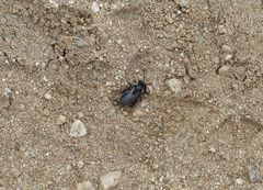Andrena cerasifolii