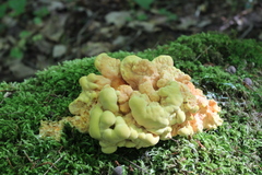 Laetiporus sulphureus