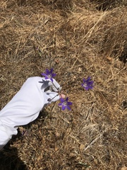 Brodiaea elegans