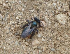 Andrena cerasifolii