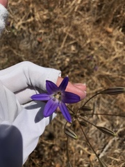 Brodiaea elegans