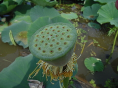 Nelumbo nucifera
