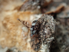 Myennis octopunctata