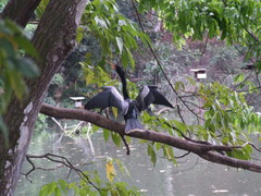 Anhinga anhinga