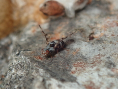 Myennis octopunctata