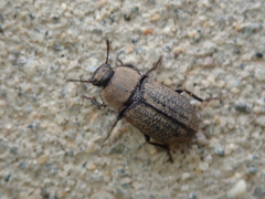 Gonocephalum rusticum