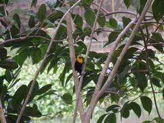 Chrysomus icterocephalus