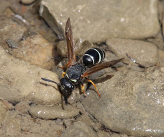 Odynerus melanocephalus
