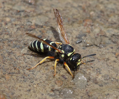 Odynerus albopictus