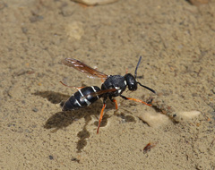 Antepipona nigricornis