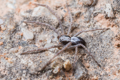 Pulchellodromus pulchellus
