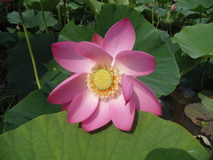 Nelumbo nucifera