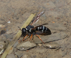 Antepipona nigricornis