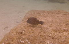 Canthigaster amboinensis