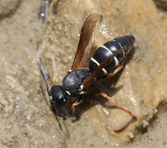 Antepipona nigricornis