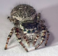 Phidippus asotus
