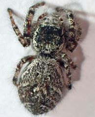 Phidippus asotus